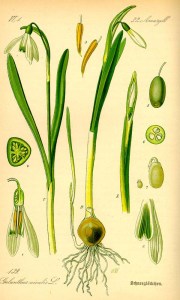 Sneeuwklokje, uit O.W.Thomé, 'Flora von Deutschland, Österreich un der Schweiz', 1885