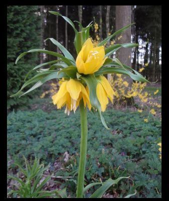Keizerskroon (fritillaria imperialis)