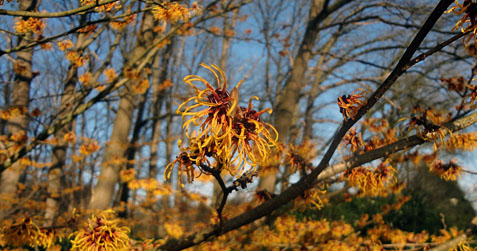 hamamelis