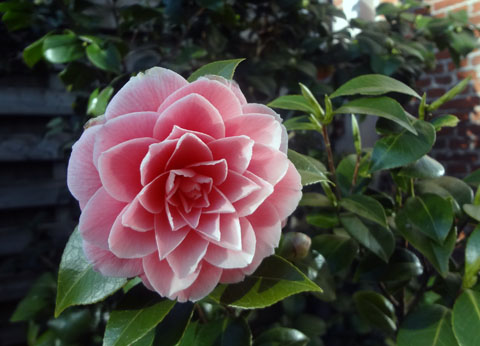 camelia