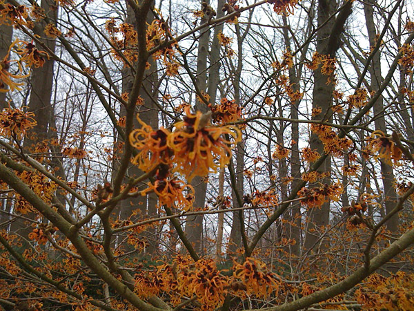 hamamelis15