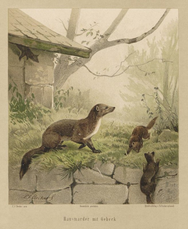 deiker_jagdbare_tiere_1093220